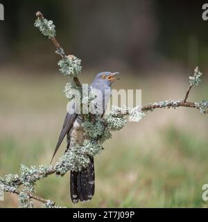 Colin le coucou (Cuculus Canorus) à la recherche de nourriture à la réserve naturelle nationale de jeudi en 2022, à jeudi, Godalming, Surrey, Angleterre, ROYAUME-UNI Banque D'Images