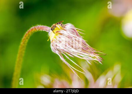 Gros plan d'une abeille sauvage sur une fleur. Banque D'Images