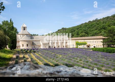 Champs de lavande en face de notre-Dame de Sénanque, monastère de l'ordre cistercien sur la commune de Gordes dans le Vaucluse Banque D'Images