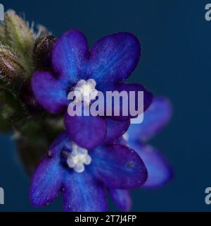 Une fleur violette vibrante fleurissant au sommet d'une tige verte luxuriante Banque D'Images