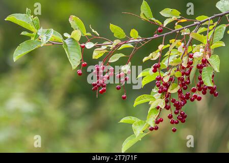 branche de cerise d'oiseau avec des baies rouges sur un fond vert flou Banque D'Images