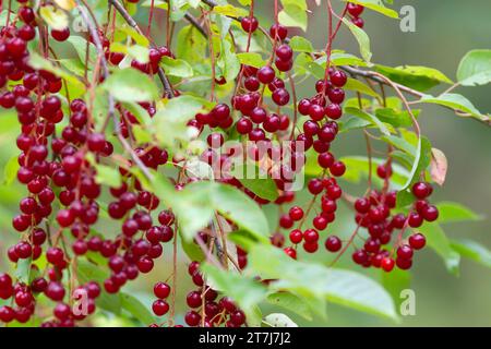 de nombreuses baies de cerise d'oiseau rouge mûrissent sur une branche dans le jardin Banque D'Images