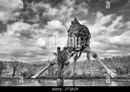 Girafe se penchant pour boire à un petit point d'eau Banque D'Images