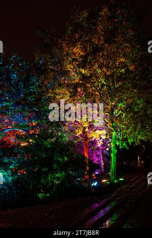 Au milieu du calme festif, des sapins de Noël vibrants ornés de lumières colorées peignent des reflets sur le sol tranquille, créant une holida magique Banque D'Images