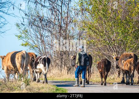 Malomirovo Bulgarie 16 novembre 2023 : automne matin des vaches soleil marchent vers les pâturages sur les terres communes Cliff Norton Alamy Live News Banque D'Images