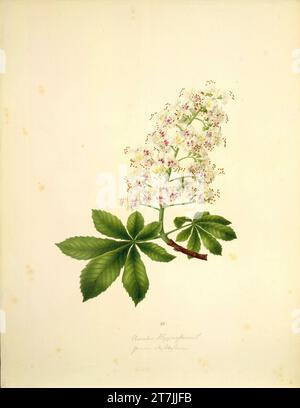 Août Rokert Aesculus hippocastanum l - châtaigne de cheval ordinaire. Aquarelle 1835-1855, 1835/1855 Banque D'Images