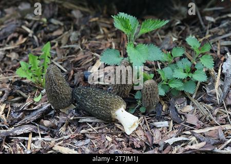 Morchella elata, un champignon printanier comestible communément appelé morille noire, poussant à l'état sauvage en Finlande Banque D'Images