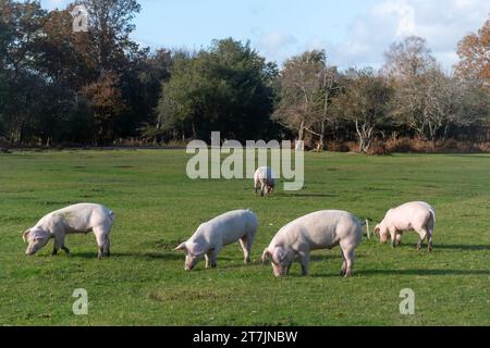 Les porcs domestiques errent dans la New Forest en automne pendant la saison des pannages pour manger des glands et des noix (les glands sont toxiques pour les poneys), novembre, Angleterre, Royaume-Uni Banque D'Images