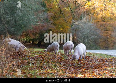 Saison des pannages lorsque les porcs domestiques parcourent la New Forest en automne pour manger des glands et des noix (les glands sont toxiques pour les poneys), novembre, Angleterre, Royaume-Uni Banque D'Images