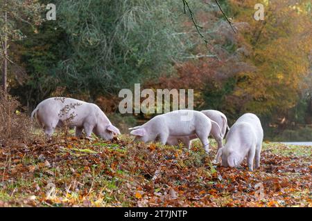 Saison des pannages lorsque les porcs domestiques parcourent la New Forest en automne pour manger des glands et des noix (les glands sont toxiques pour les poneys), novembre, Angleterre, Royaume-Uni Banque D'Images