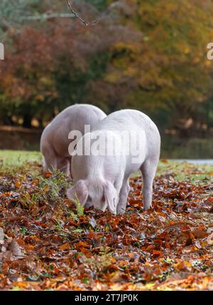 Saison des pannages lorsque les porcs domestiques parcourent la New Forest en automne pour manger des glands et des noix (les glands sont toxiques pour les poneys), novembre, Angleterre, Royaume-Uni Banque D'Images