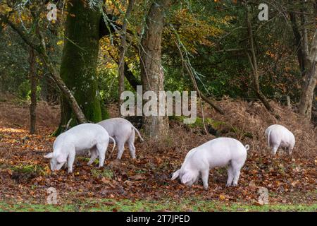 Saison des pannages lorsque les porcs domestiques parcourent la New Forest en automne pour manger des glands et des noix (les glands sont toxiques pour les poneys), novembre, Angleterre, Royaume-Uni Banque D'Images