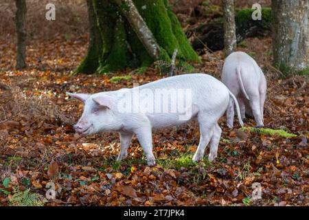 Saison des pannages lorsque les porcs domestiques parcourent la New Forest en automne pour manger des glands et des noix (les glands sont toxiques pour les poneys), novembre, Angleterre, Royaume-Uni Banque D'Images