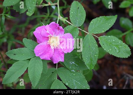 Rosa cinnamomea, aussi appelée Rosa majalis, communément appelée Rose cannelle, plante à fleurs sauvage de Finlande Banque D'Images