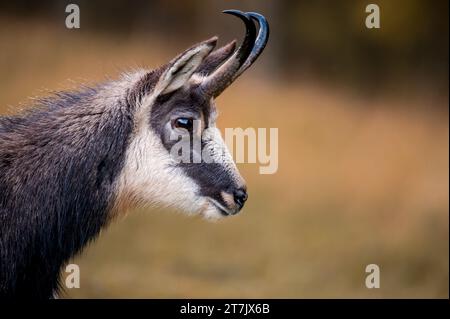 Portrait de chamois en automne. Gros plan d'un mâle rupicapra rupicapra en Suisse. Banque D'Images