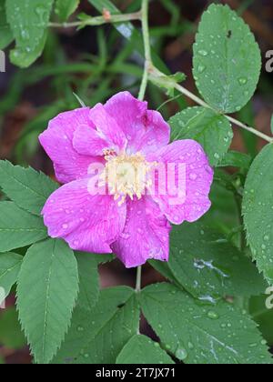 Rosa cinnamomea, aussi appelée Rosa majalis, communément appelée Rose cannelle, plante à fleurs sauvage de Finlande Banque D'Images