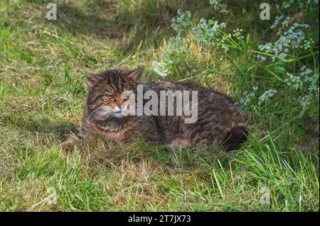 Un chat sauvage écossais (Felis Silvestris Silvestris) au repos dans son enclos au British Wildlife Centre, Lingfield, Surrey, Angleterre, Royaume-Uni Banque D'Images