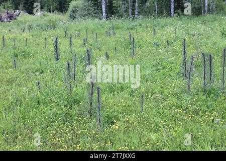 Marsh Thistle, Cirsium palustre, également connu sous le nom de chardon de marais européen ou chardon de marais, plante à fleurs sauvages de Finlande Banque D'Images