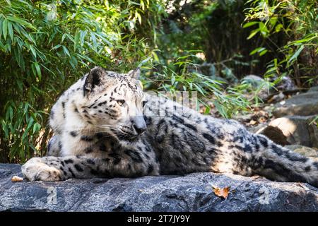 Le léopard des neiges est un beau gros chat du Central Park Zoo, New York City, 2023, USA Banque D'Images