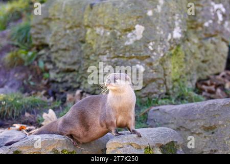 Small-Clawed asiatique Otter Banque D'Images