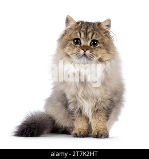 Mignon chat britannique Longhair moelleux, assis face à l'avant. Regarder doux dans la caméra avec de grands yeux ronds. Isolé sur fond blanc. Banque D'Images