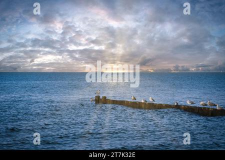 Mouettes sur un groyne dans la mer Baltique. Vagues au coucher du soleil. Côte par la mer. Photo d'animal Banque D'Images