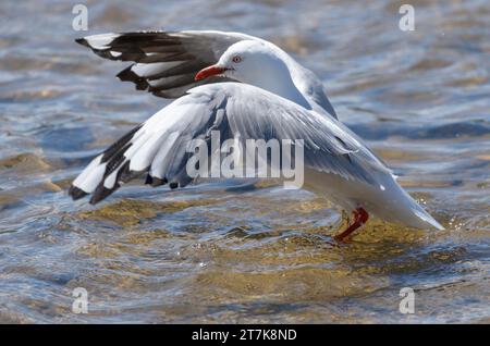 Mouette argentée en eau peu profonde, étirant les ailes avant de décoller Banque D'Images