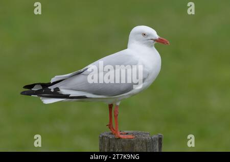 Mouette argentée assise sur un poteau, herbe verte en arrière-plan Banque D'Images