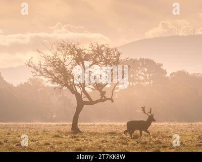 Cerf passant devant un arbre dans le Phoenix Park lors d'un lever de soleil brumeux Banque D'Images