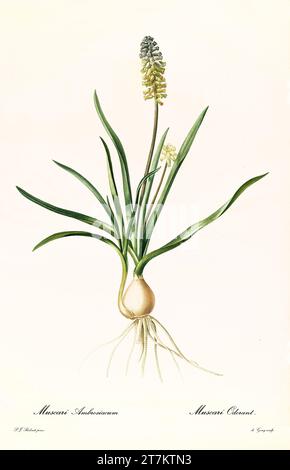Ancienne illustration de Hyacinthe de raisin (Muscari neglectum). Les liacées, de P. J. redouté. Impr. Didot Jeune, Paris, 1805 - 1816 Banque D'Images