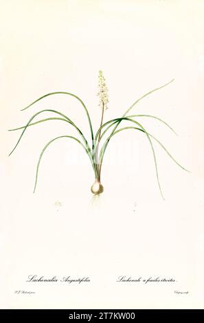 Ancienne illustration de la Hyacinthe sauvage (Lachenalia contaminata). Les liacées, de P. J. redouté. Impr. Didot Jeune, Paris, 1805 - 1816 Banque D'Images