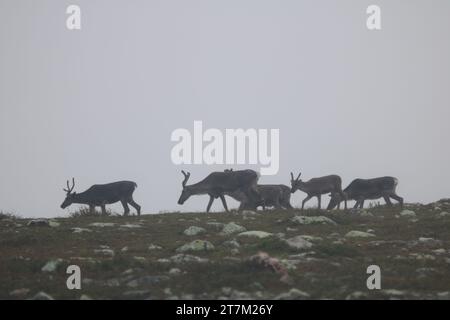 Le troupeau de rennes court à l'horizon en Laponie Banque D'Images
