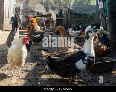 Canards et poulets domestiques dans la cour à volaille. Poulets et canard à la ferme Free Range. Banque D'Images