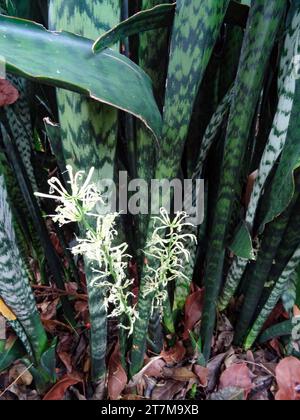 Portrait naturel de plante à fleurs rapprochées de la langue de la belle-mère, Sansevieria trifasciata. Haute résolution avec un espace négatif Banque D'Images