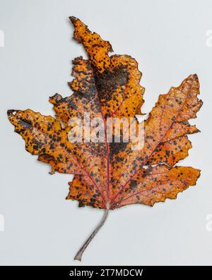 Une feuille de peuplier tombée en automne avec des couleurs saisonnières typiques, isolée sur un fond blanc Banque D'Images