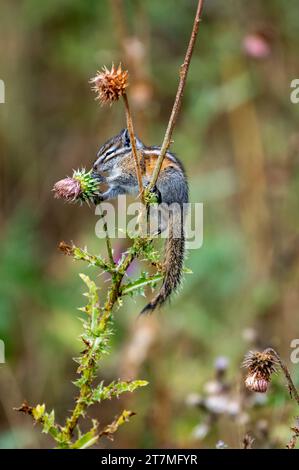 Le moins Chipmunk mangeant des fleurs de chardon dans le parc national des montagnes Rocheuses Banque D'Images