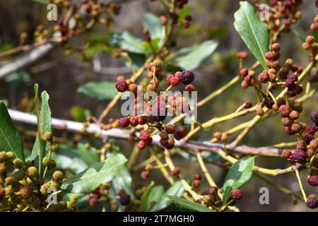 La Faya (Myrica faya ou Morella faya) est un petit arbre à feuilles persistantes endémique à la Macaronesia (îles Canaries, Açores et Madère).Détail fruits comestibles. Banque D'Images