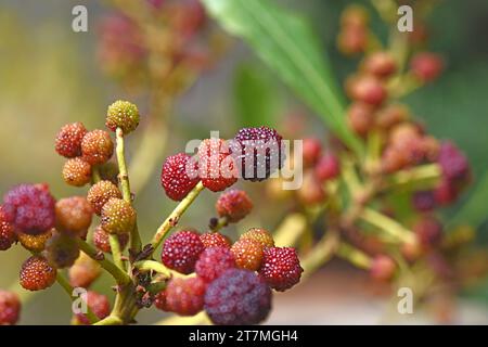 La Faya (Myrica faya ou Morella faya) est un petit arbre à feuilles persistantes endémique à la Macaronesia (îles Canaries, Açores et Madère).Détail fruits comestibles. Banque D'Images