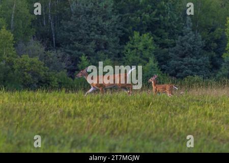 Biche à queue blanche et son faon dans un champ de foin du nord du Wisconsin. Banque D'Images