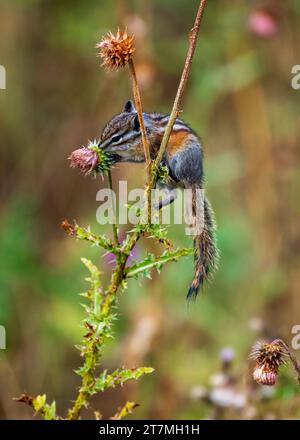 Le moins Chipmunk mangeant des fleurs de chardon dans le parc national des montagnes Rocheuses Banque D'Images