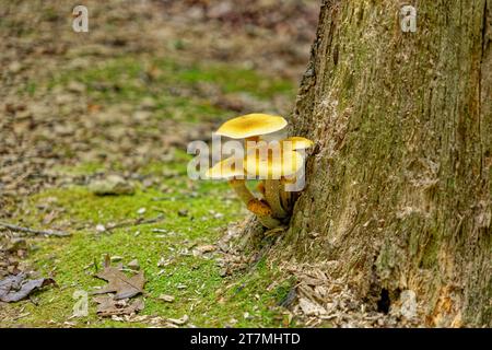 Sur le côté inférieur d'une souche d'arbre coupée est un groupe de champignons jaunes poussant vers le haut hors du bois en décomposition dans la vue rapprochée de la forêt à la fin du su Banque D'Images