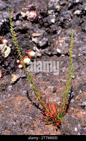 La fusée de Dyer (Reseda luteola) est une plante annuelle originaire d'Europe, d'Afrique du Nord et d'Asie occidentale.A été utilisé comme plante de colorant (jaune).Cette photo était Banque D'Images