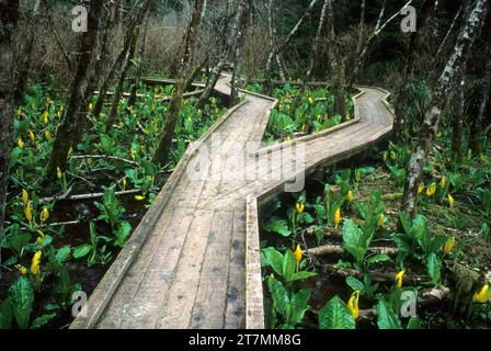 Hidden Creek Trail Boardwalk, au sud de l'estuaire, la réserve nationale de Slough Oregon Banque D'Images