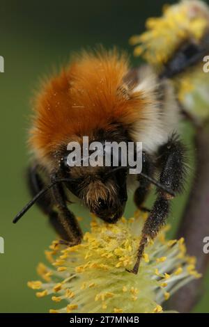 Gros plan vertical naturel sur un bourdon européen commun à bandes brunes, Bombus pascuorum sur pollen de saule jaune Banque D'Images