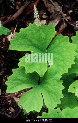 Feuille de vanille sur Taylor Creek Trail, Siskiyou National Forest, Oregon Banque D'Images