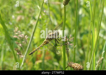 Gros plan sur un écumoire européen commun à queue noire de couleur jaune, Orthetrum cancellatum, caché dans l'herbe Banque D'Images