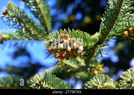 Le sapin Taurus (Abies cilicica) est un arbre à feuilles persistantes originaire de Turquie, du Liban et de Syrie. Fleurs et feuilles mâles. Banque D'Images