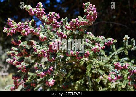 Sapin espagnol ou pinsapo (Abies pinsapo) arbre à feuilles persistantes endémique des montagnes de Cadix et Malaga. Cônes mâles. Cette photo a été prise à Los Lajares, Sierr Banque D'Images