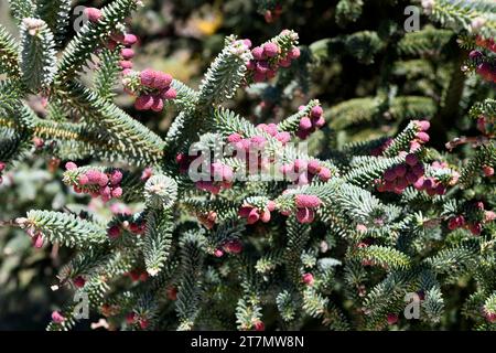 Sapin espagnol ou pinsapo (Abies pinsapo) arbre à feuilles persistantes endémique des montagnes de Cadix et Malaga. Cônes mâles. Cette photo a été prise à Los Lajares, Sierr Banque D'Images