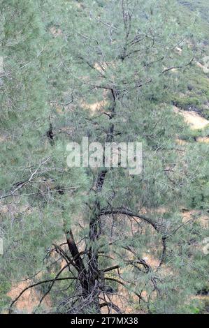 Le pin Digger ou pin gris (Pinus sabiniana) est un arbre à feuilles persistantes endémique en Californie. Cette photo a été prise près du parc national de Yosemite, aux États-Unis. Banque D'Images